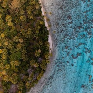 an aerial view of a beach with palm trees